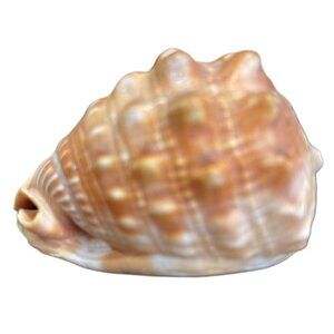 Bullmouth Helmet Bull’s Mouth Conch Shell Cypraecassis Rufa 3” x 1.5' x 1.7'
